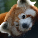 redpanda
